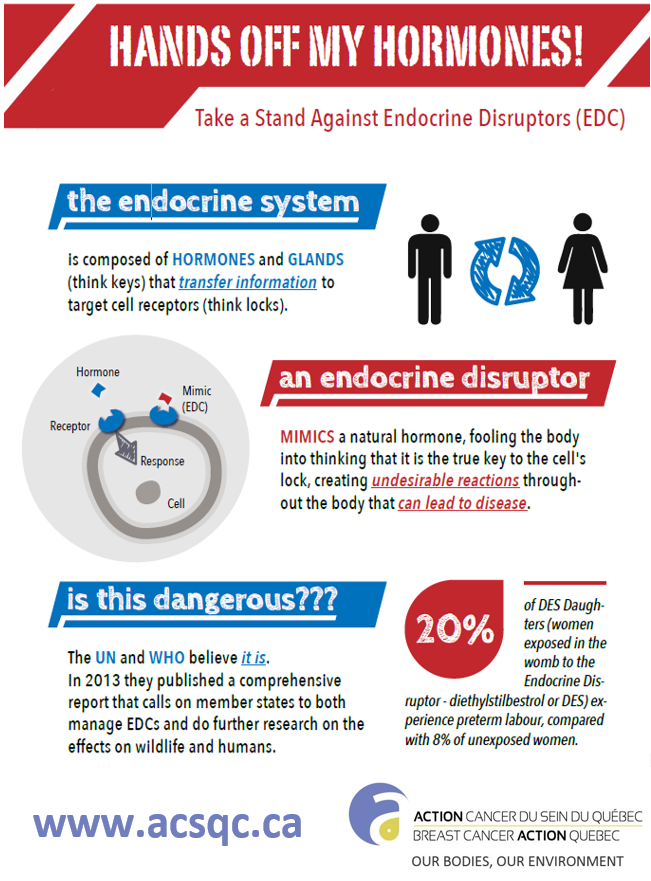 why_are endocrine_disruptors_dangerous.png Breast Cancer Action Québec